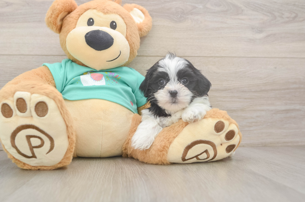 7 week old Teddy Bear Puppy For Sale - Pilesgrove Pups