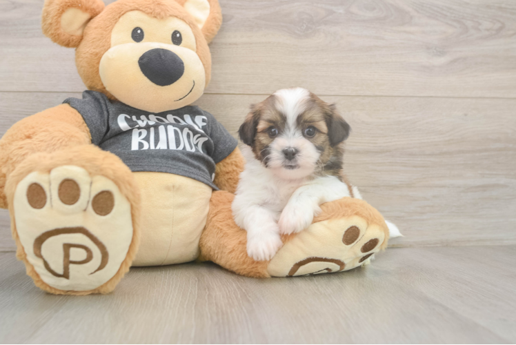 Teddy Bear Puppy for Adoption