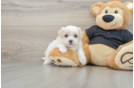 Smart Teddy Bear Designer Pup