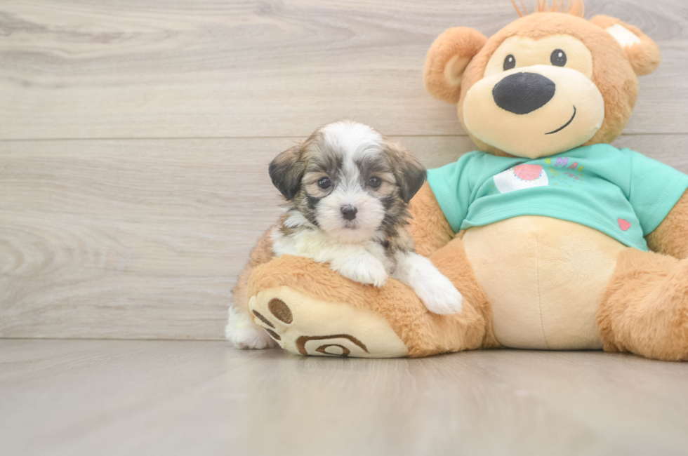 7 week old Teddy Bear Puppy For Sale - Pilesgrove Pups
