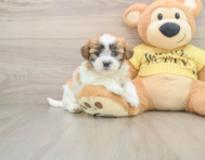 9 week old Teddy Bear Puppy For Sale - Pilesgrove Pups