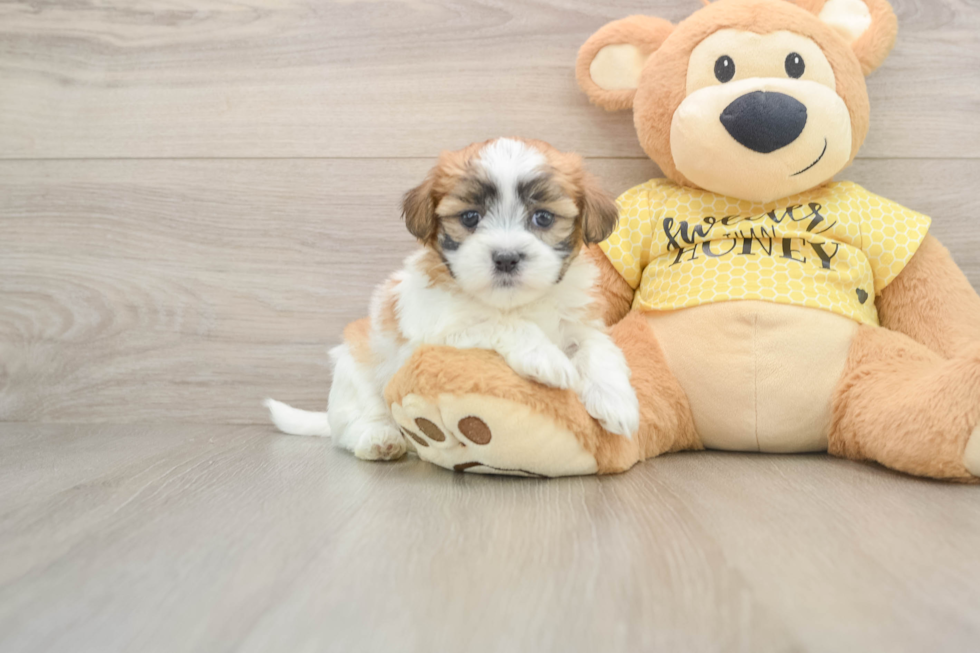 Teddy Bear Pup Being Cute