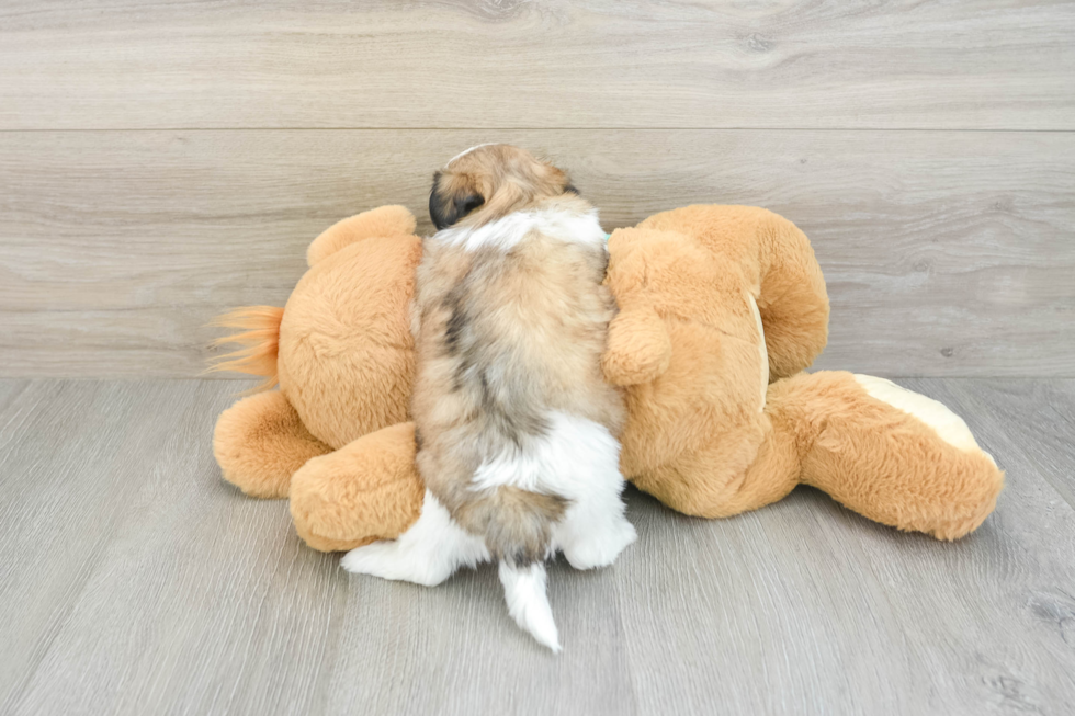 Teddy Bear Pup Being Cute