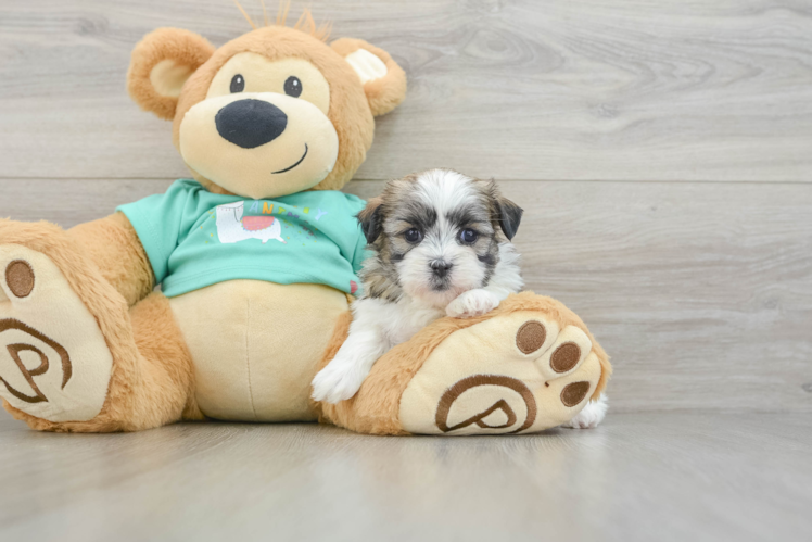 Teddy Bear Puppy for Adoption