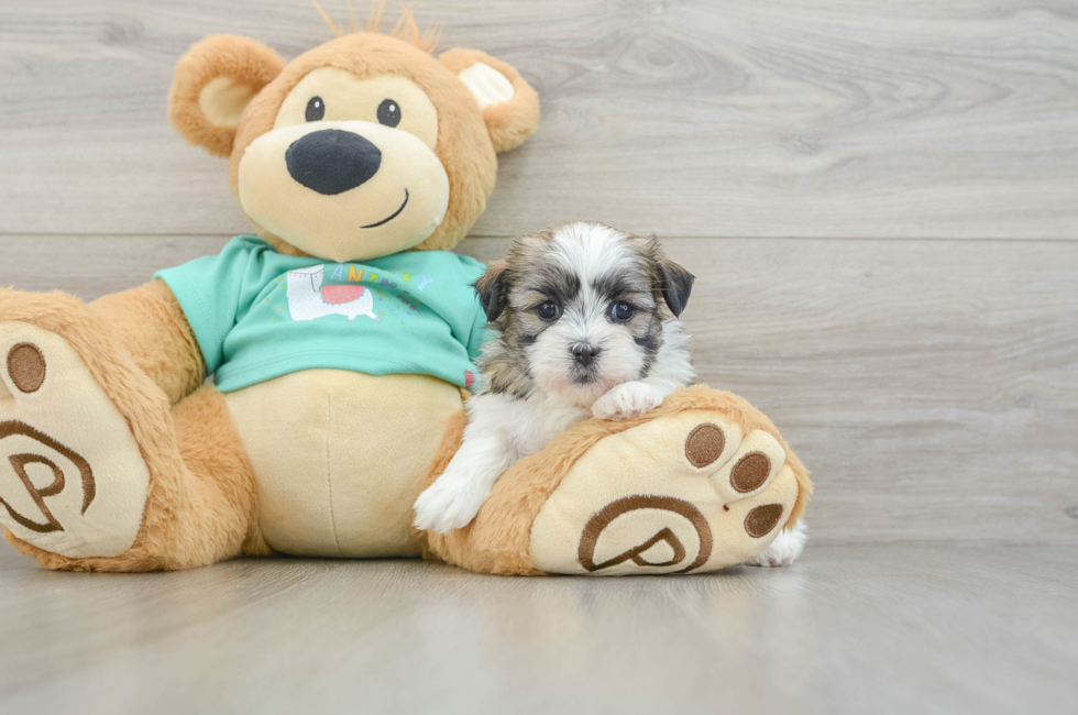 5 week old Teddy Bear Puppy For Sale - Pilesgrove Pups