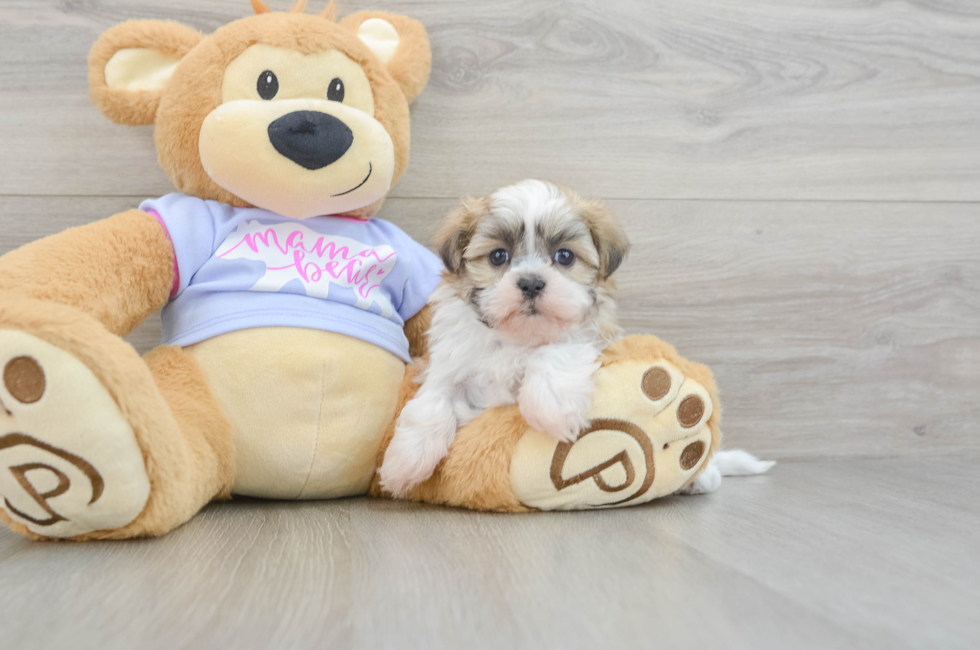 5 week old Teddy Bear Puppy For Sale - Pilesgrove Pups