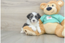 Teddy Bear Pup Being Cute