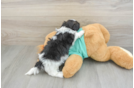 Adorable Shichon Designer Puppy