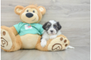 Teddy Bear Pup Being Cute