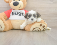 7 week old Teddy Bear Puppy For Sale - Pilesgrove Pups