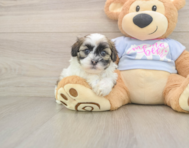 8 week old Teddy Bear Puppy For Sale - Pilesgrove Pups