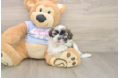 Cute Teddy Bear Baby