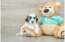 Little Shit Designer Puppy
