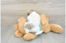 Teddy Bear Pup Being Cute