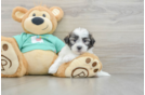 Adorable Shi Chon Designer Puppy