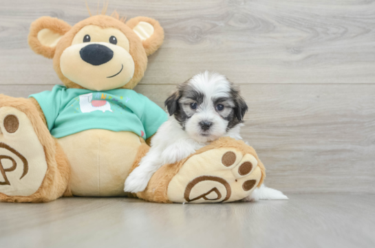 Adorable Shi Chon Designer Puppy
