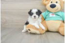 Teddy Bear Pup Being Cute