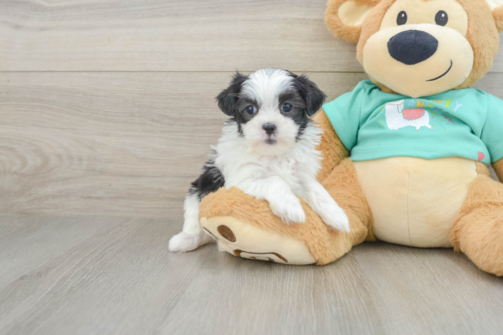 Teddy Bear Pup Being Cute