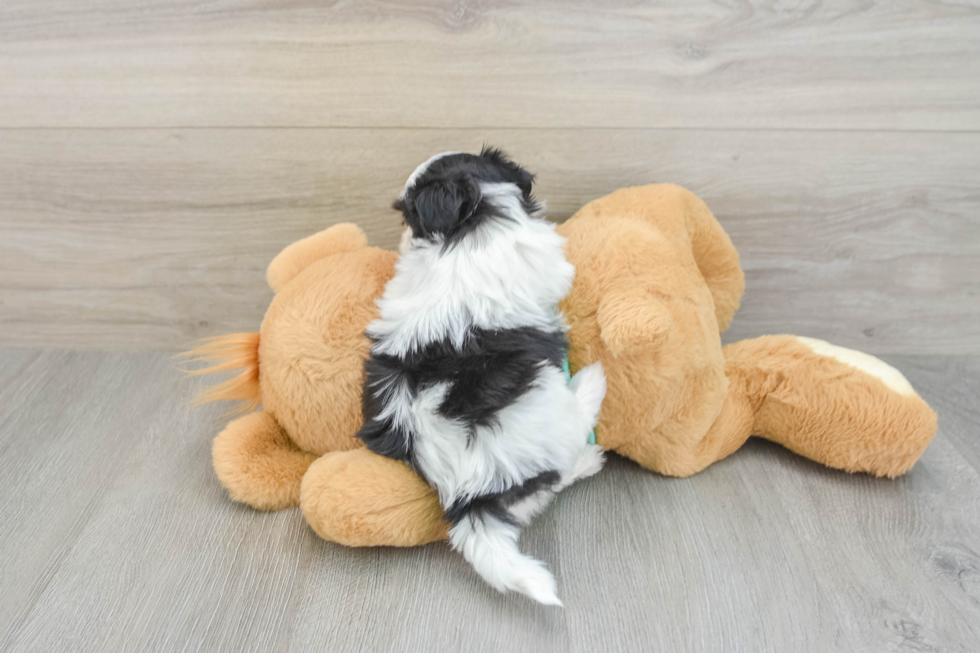 Hypoallergenic Shit Designer Puppy