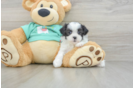Teddy Bear Puppy for Adoption
