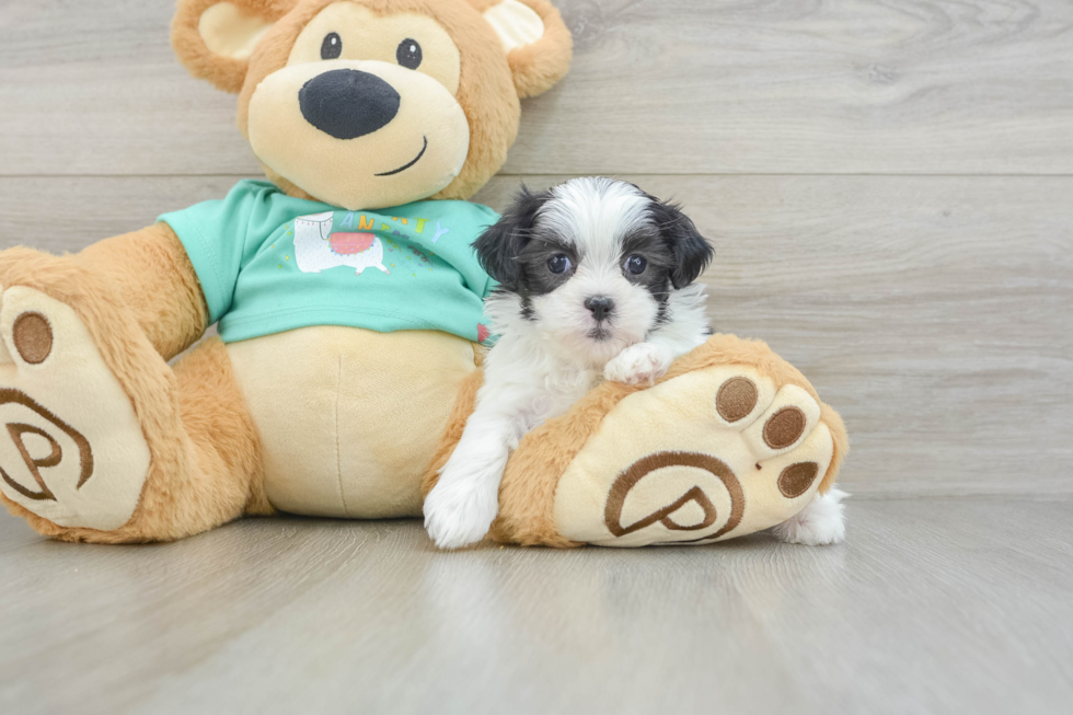 Teddy Bear Puppy for Adoption