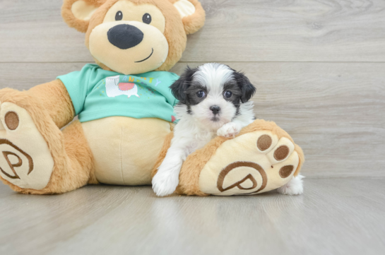 Teddy Bear Puppy for Adoption