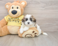 5 week old Teddy Bear Puppy For Sale - Pilesgrove Pups