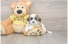 Fluffy Teddy Bear Designer Pup