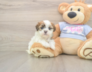 9 week old Teddy Bear Puppy For Sale - Pilesgrove Pups