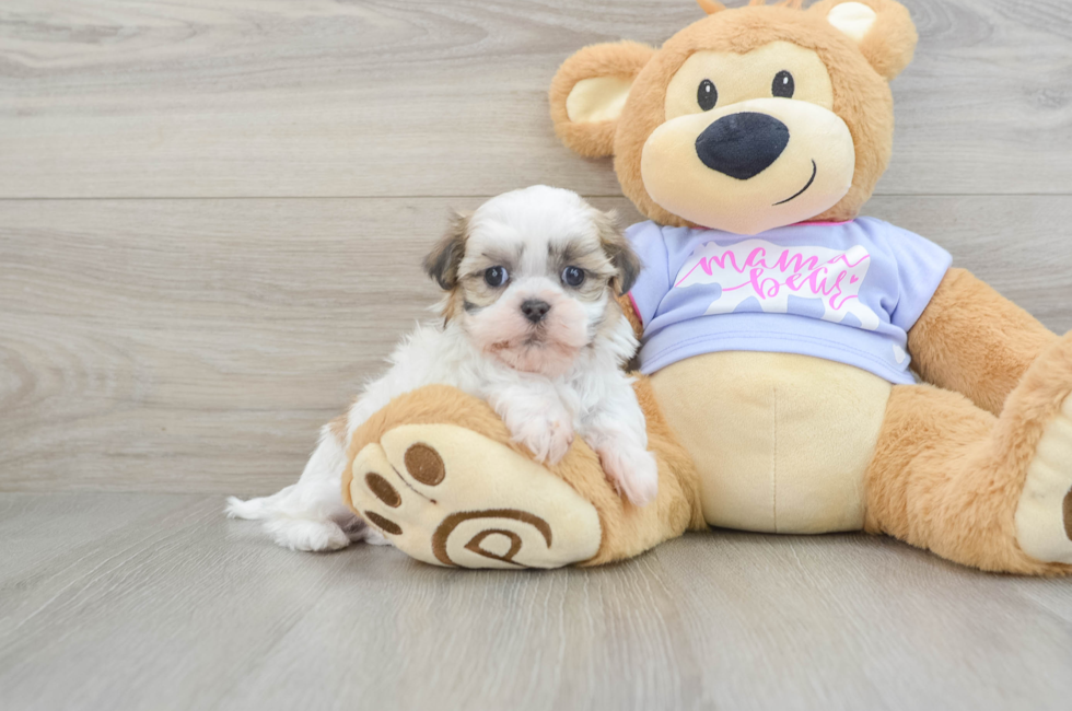 5 week old Teddy Bear Puppy For Sale - Pilesgrove Pups