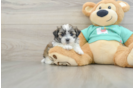 Teddy Bear Pup Being Cute