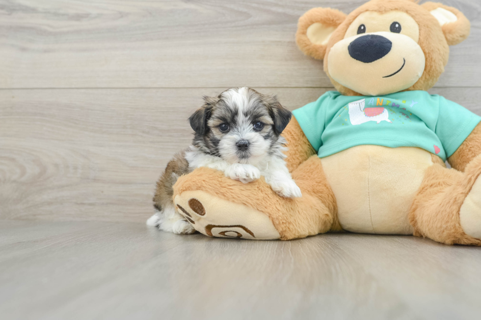 Teddy Bear Pup Being Cute