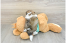Hypoallergenic Shi Chon Designer Puppy