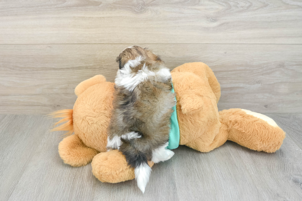 Hypoallergenic Shi Chon Designer Puppy