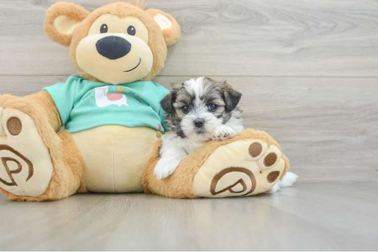 Smart Teddy Bear Designer Pup