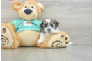 Smart Teddy Bear Designer Pup