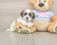 8 week old Teddy Bear Puppy For Sale - Pilesgrove Pups
