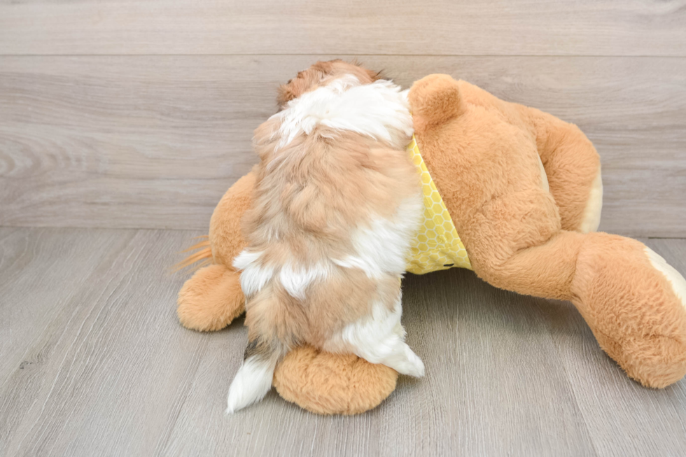 Playful Shit Designer Puppy