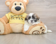 5 week old Teddy Bear Puppy For Sale - Pilesgrove Pups