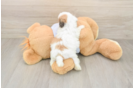 Popular Teddy Bear Designer Pup