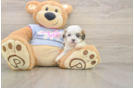 Teddy Bear Puppy for Adoption