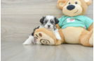 Adorable Shit Designer Puppy