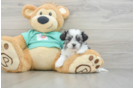 Funny Teddy Bear Designer Pup