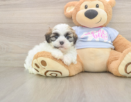 8 week old Teddy Bear Puppy For Sale - Pilesgrove Pups