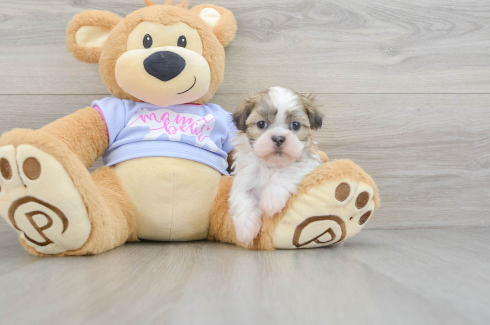 5 week old Teddy Bear Puppy For Sale - Pilesgrove Pups