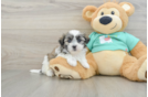 Little Shichon Designer Puppy