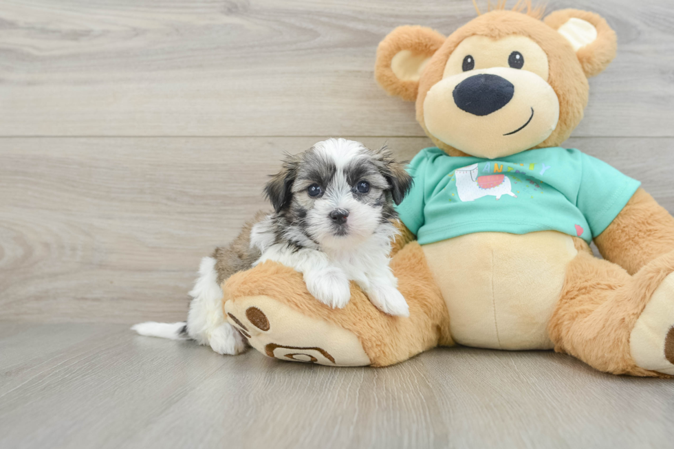 Little Shichon Designer Puppy