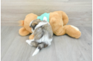 Funny Teddy Bear Designer Pup