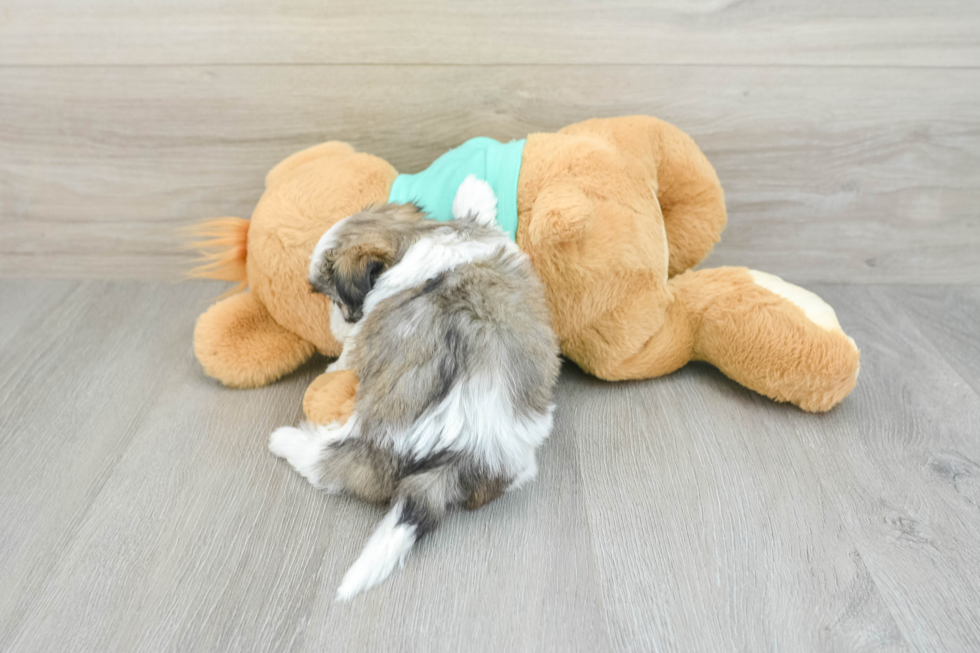 Funny Teddy Bear Designer Pup