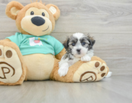 7 week old Teddy Bear Puppy For Sale - Pilesgrove Pups